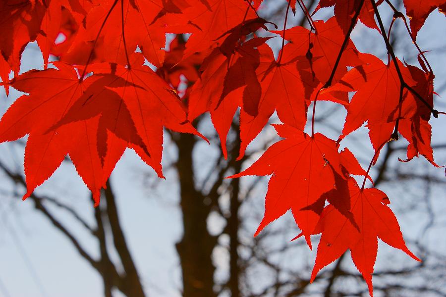 Red Maple Photograph by Polly Castor