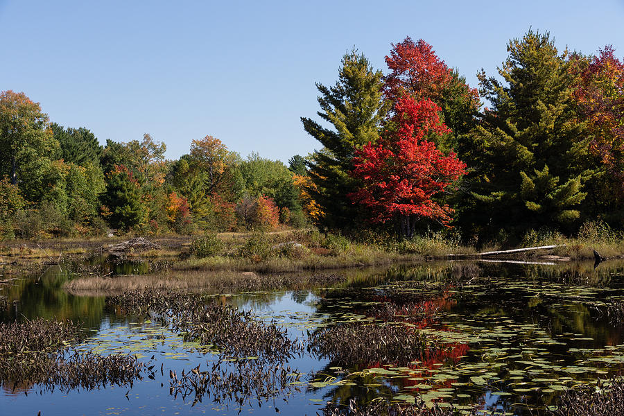 Red Maple - Still Forest Lake in the Fall Photograph by Georgia Mizuleva