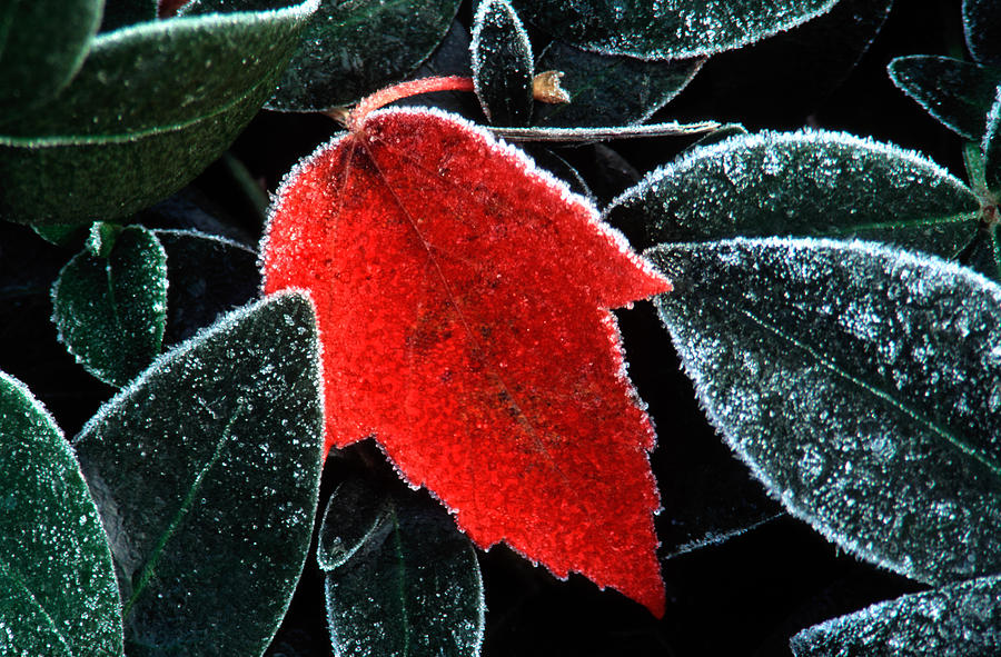 Fall Photograph - Red Maple Sugar by Heidi Brandt