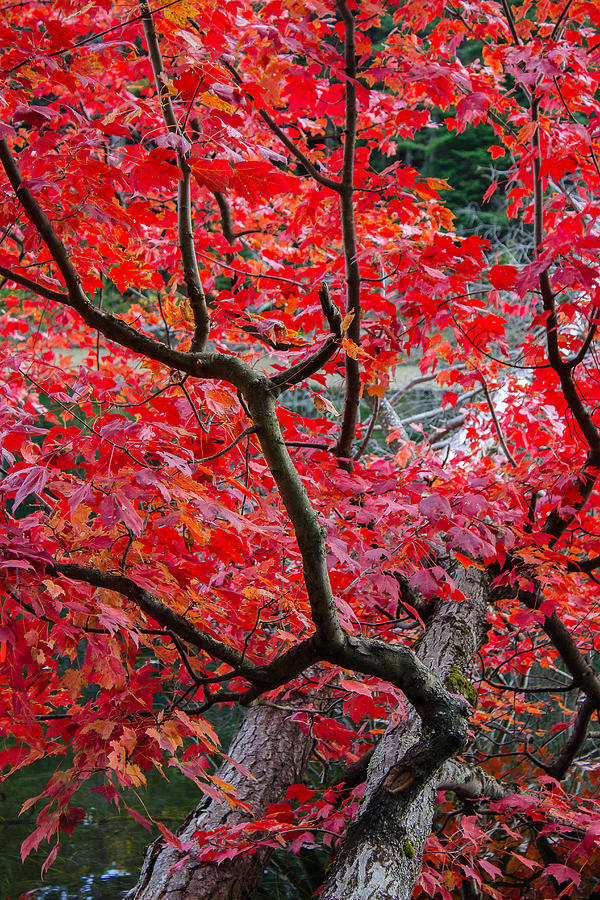 Red Maple Photograph by Tim Kirchoff