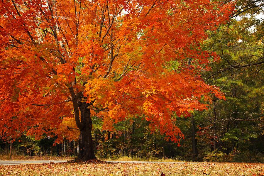 Red Maple Tree Photograph
