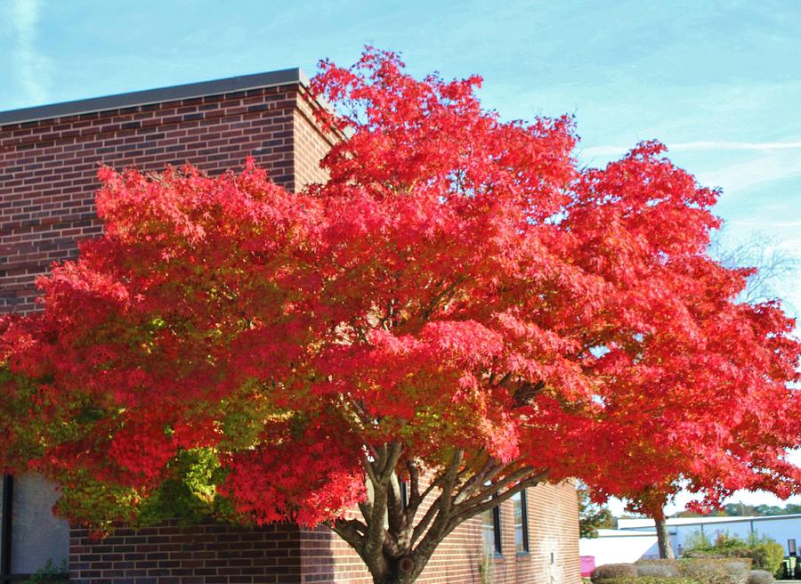 Red Maple Tree Photograph by Cynthia Guinn