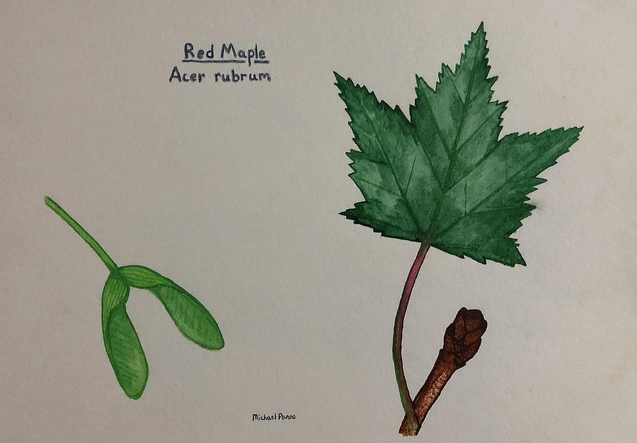 Red Maple Tree Id Painting