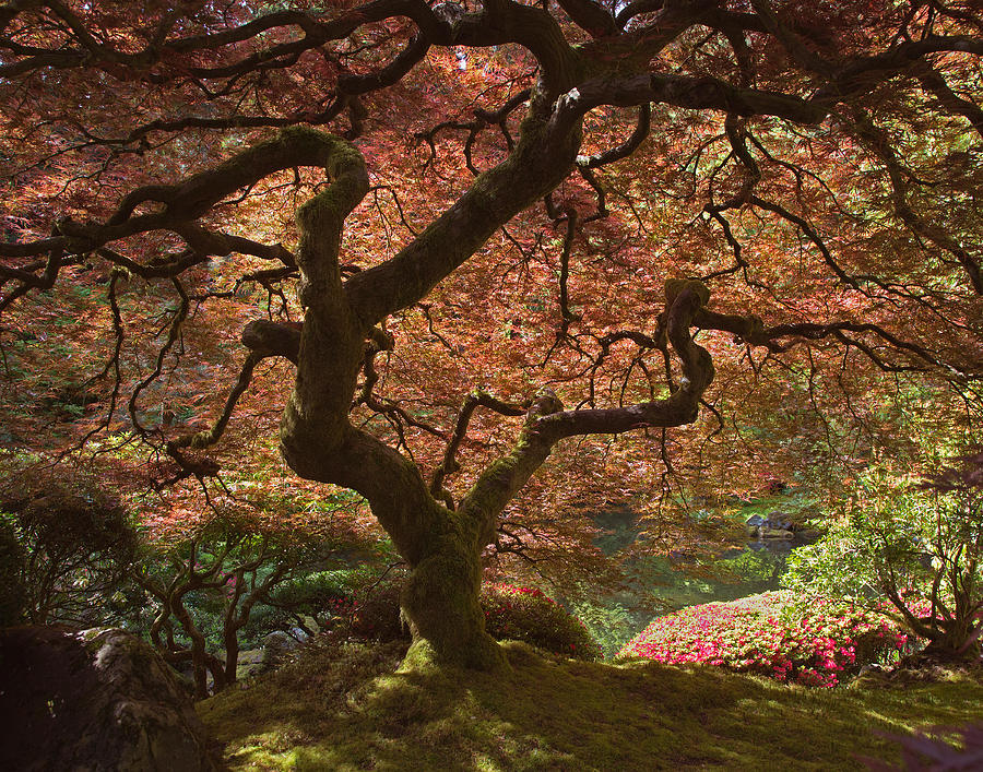 Red Maple Tree Photograph by Jack Nevitt