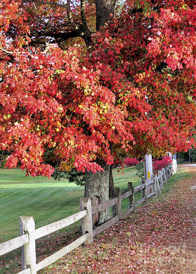 Red Maple Tree Photograph by Janice Drew