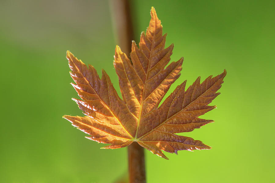 Leaf Photograph - Red Maple Tree Leaf by Iris Richardson