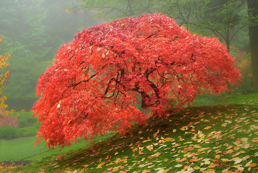 Red Maple Tree Photograph by Lori Grimmett