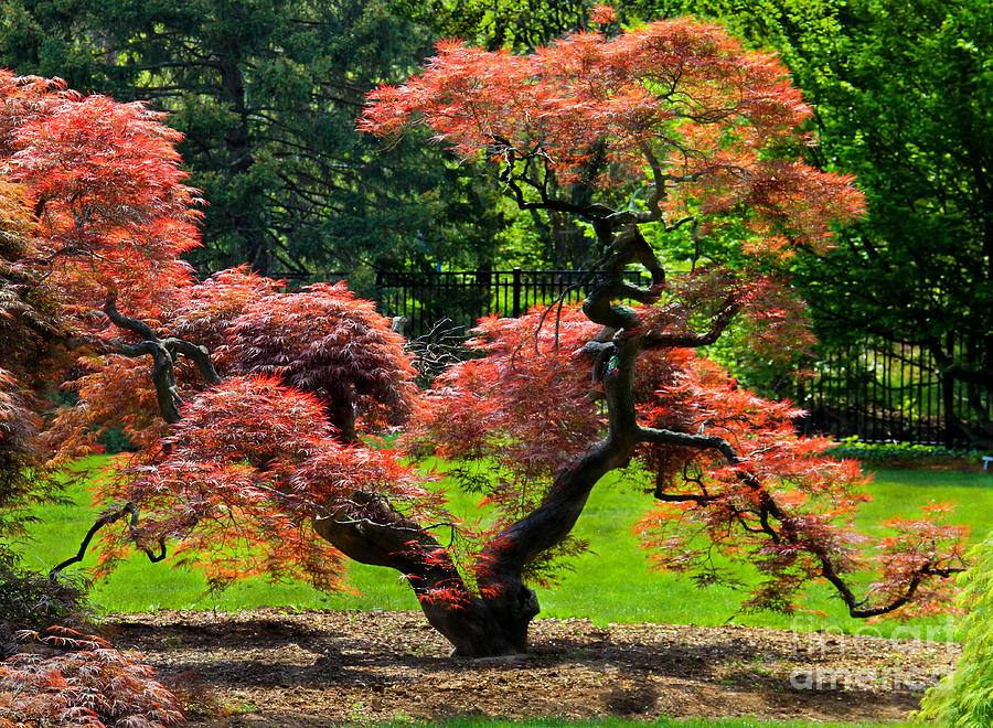 Red Maple Tree Photograph by Roger Becker