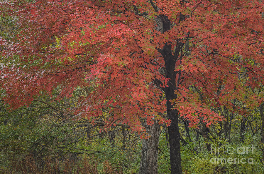 Red Maple Tree Photograph by Tamara Becker