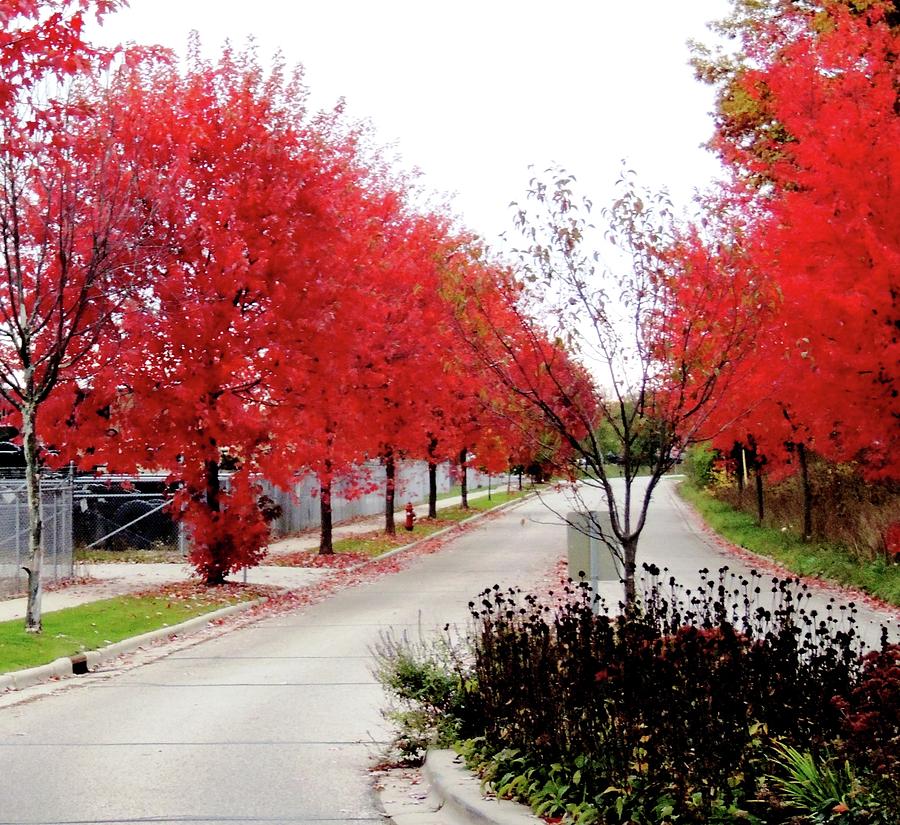 Red Maple Trees Ablaze Photograph
