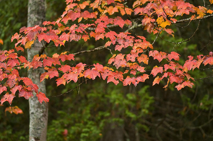 Red Maples Photograph by Brian Green