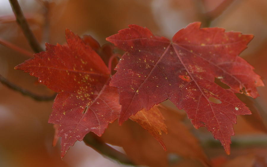 Red Maples Photograph