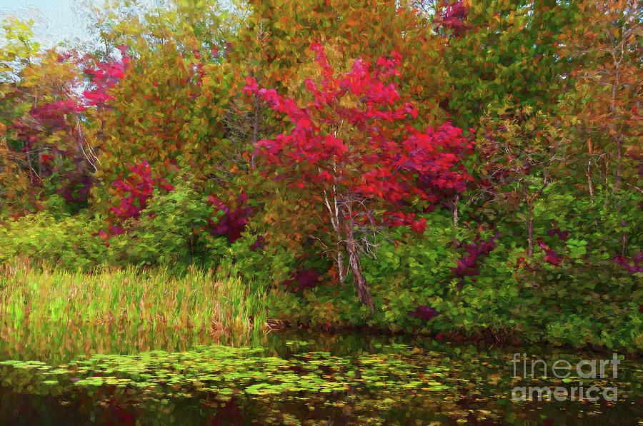 Red Maples Over Lily Pads - painterly Digital Art by Les Palenik