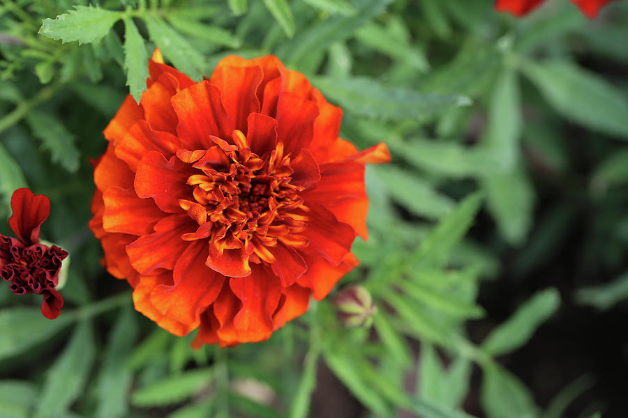 Red Marigold Dow Gardens 062618 Photograph by Mary Bedy