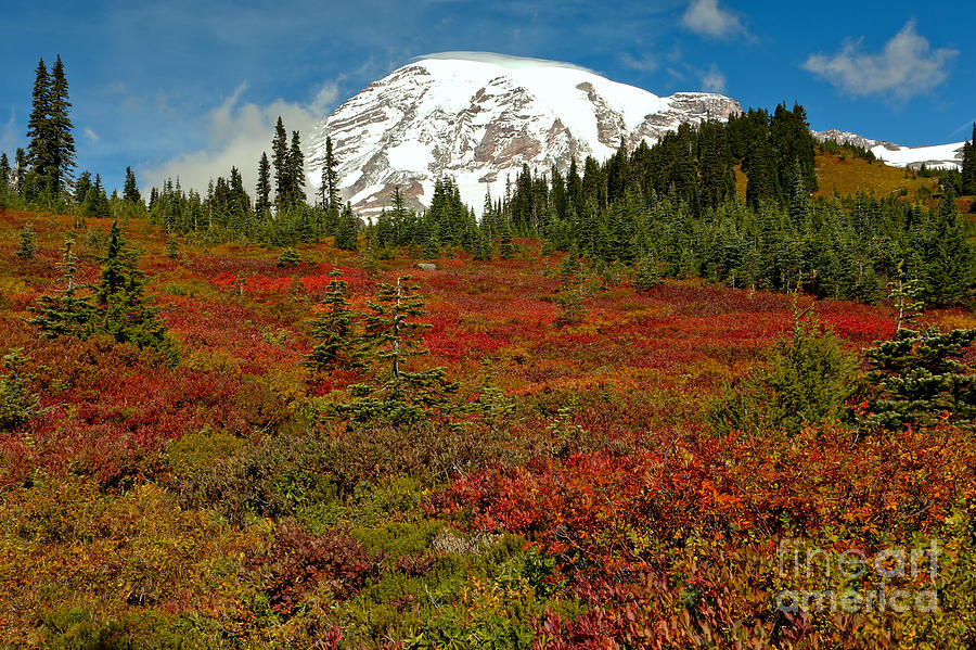 Red Meadows At Paradise Photograph by Adam Jewell