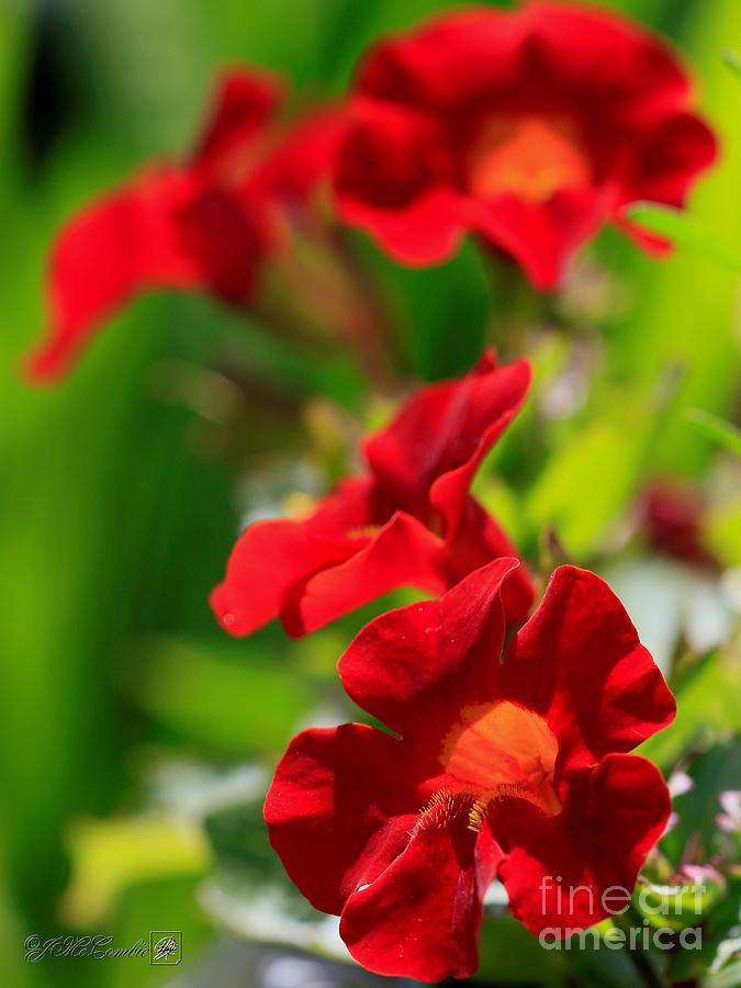 Red Mimulus from the Magic Rainbow Mix Photograph by J McCombie