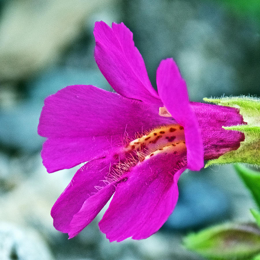 Glacier National Park Photograph - Red Monkeyflower on Highline Trail in Glacier National Park-Montana  by Ruth Hager