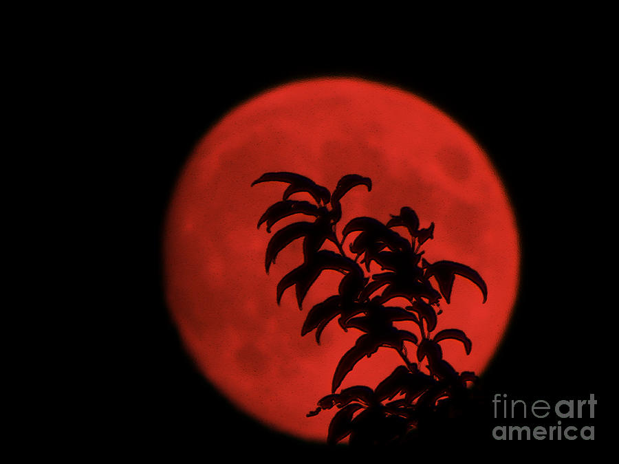 Red Moon Photograph by Gerald Kloss