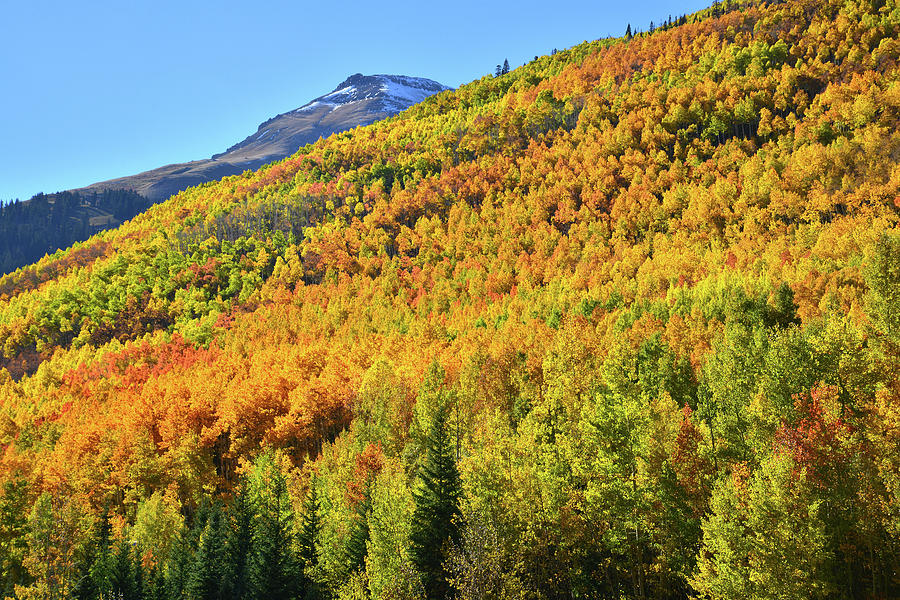 Red Mountain Pass Aspens Photograph by Ray Mathis