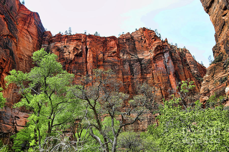 Red Mountains Zion National Park USA Photograph by Chuck Kuhn