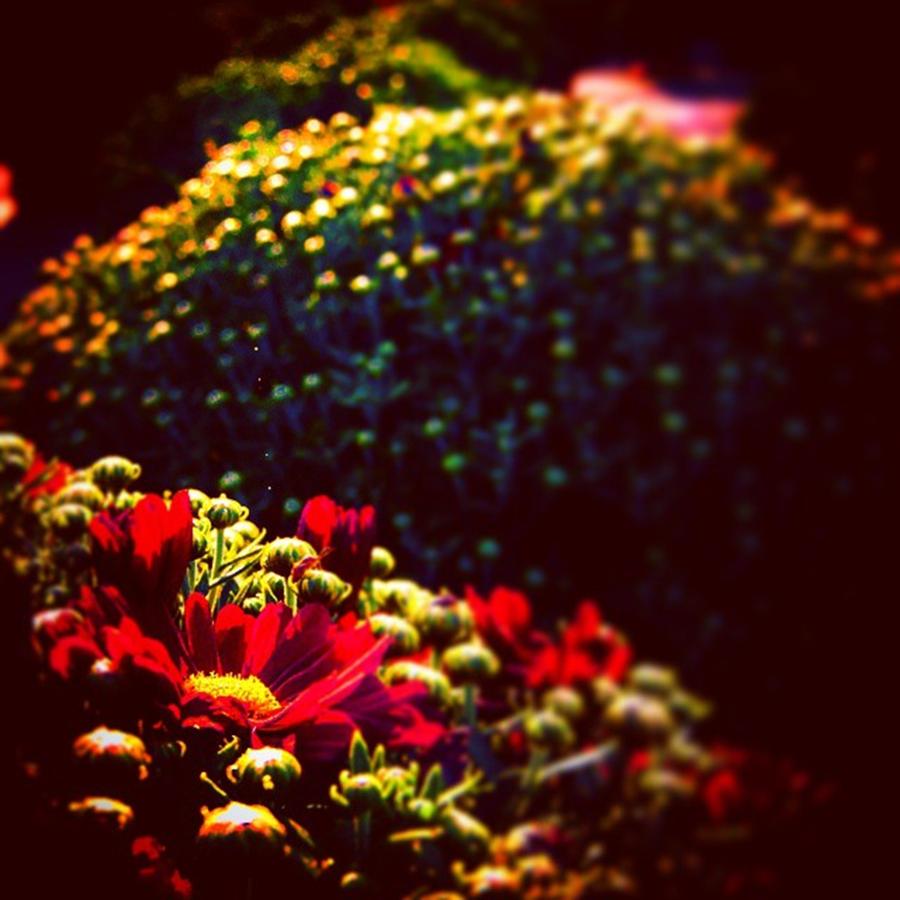 Fall Photograph - Red Mum Bloom. #ondragontime by Alex Haglund
