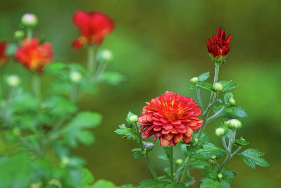 Red Mums by Rick Friedle Red Mums by Rick Friedle