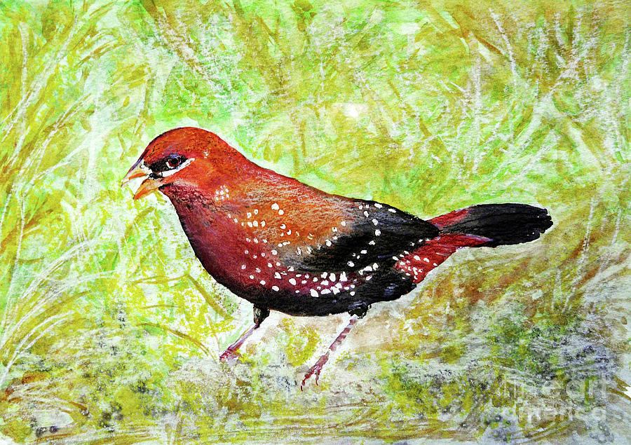 Red Munia Painting by Jasna Dragun