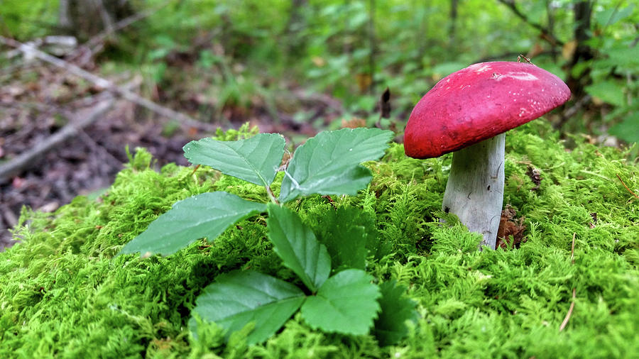 Red Mushroom Photograph by Brook Burling