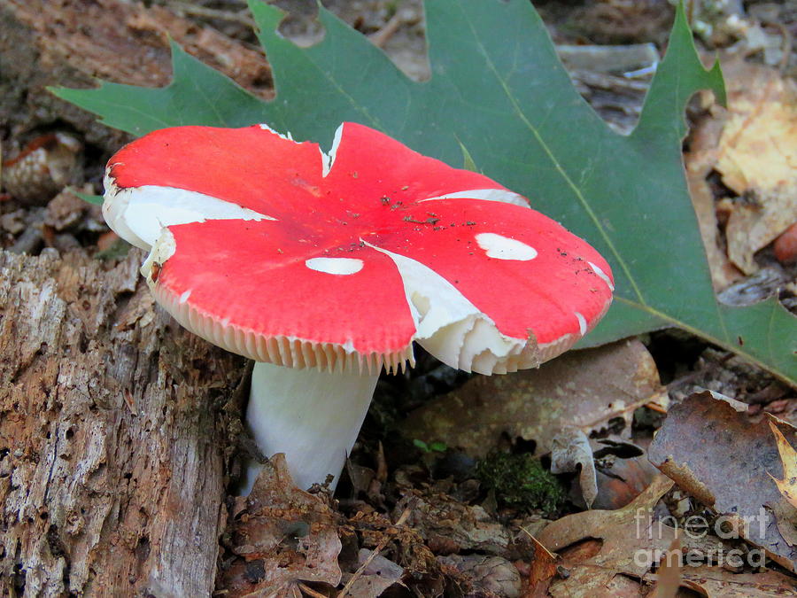 Red Mushroom II Photograph by Maxine Kamin