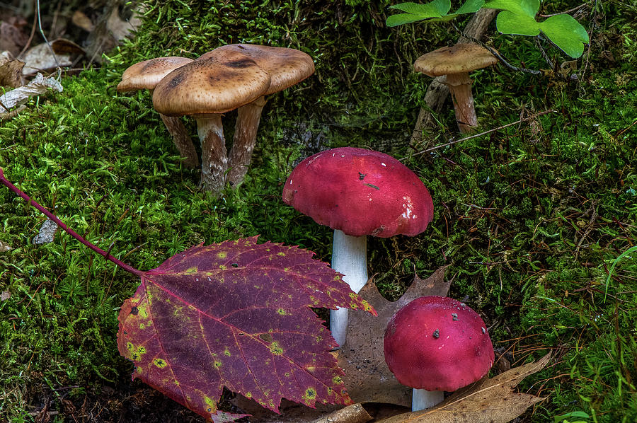 Mushroom Photograph - Red Mushrooms by Paul Freidlund