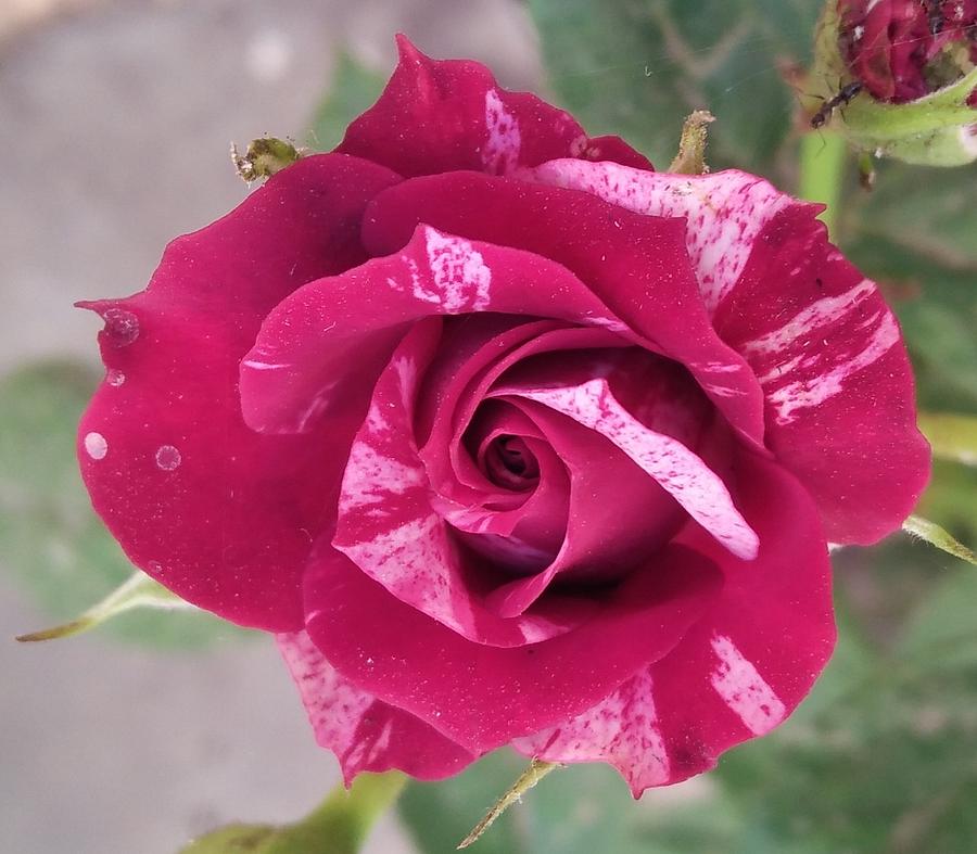 Rose Photograph - Red N White Rose by Nishigandha Gaikwad Rose Photograph - Red N White Rose by Nishigandha Gaikwad