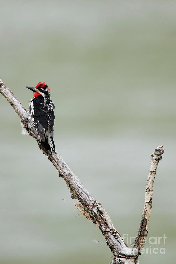 Red Naped Sapsucker Photograph by Alyce Taylor