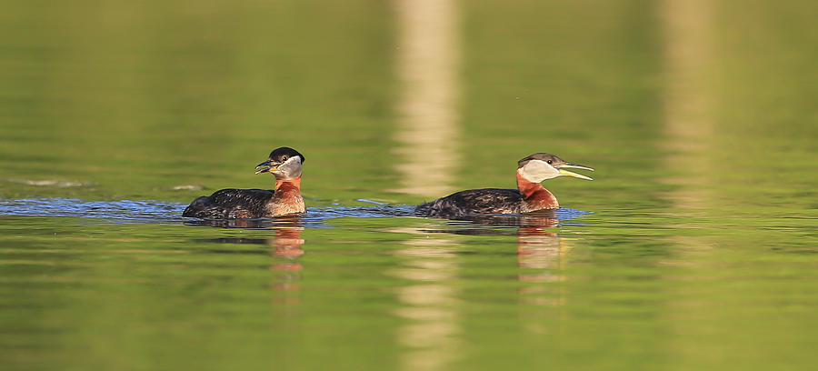 Red Neck Grebes Photograph by Sam Amato