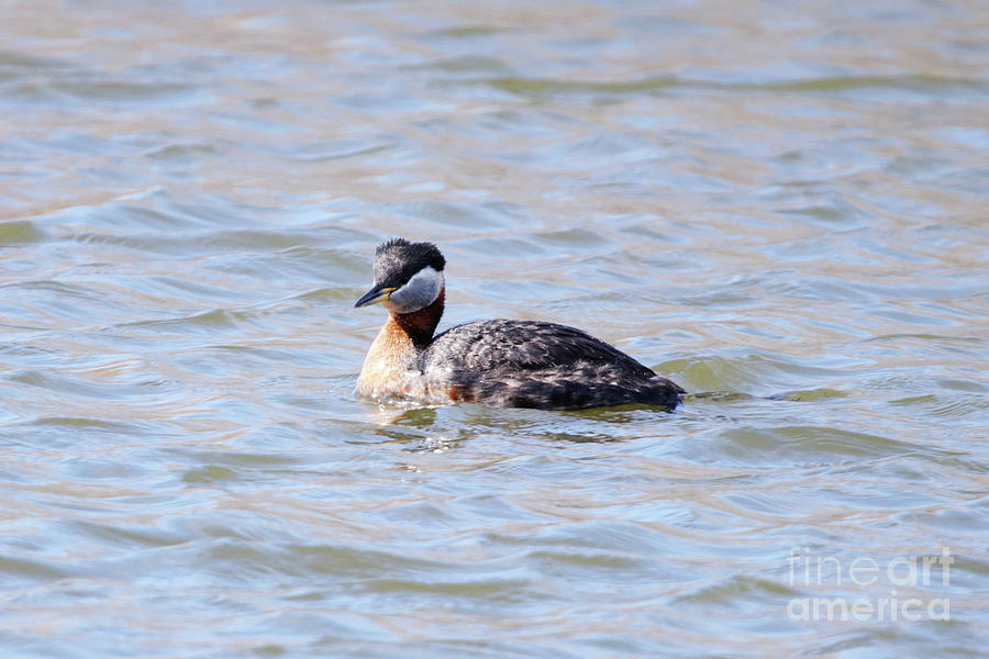Red Necked Grebe Photograph by Alyce Taylor