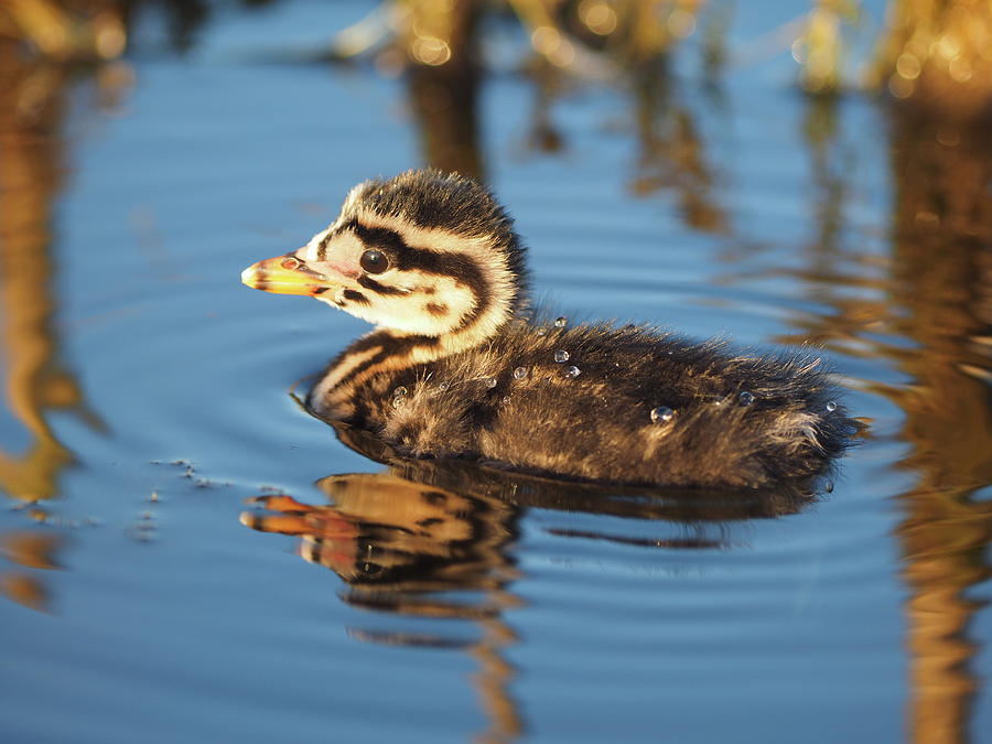 Red-Necked Grebe Chick Photograph by James Peterson