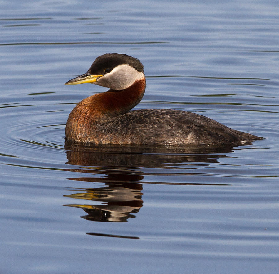 Red Necked Grebe Photograph by Dee Carpenter