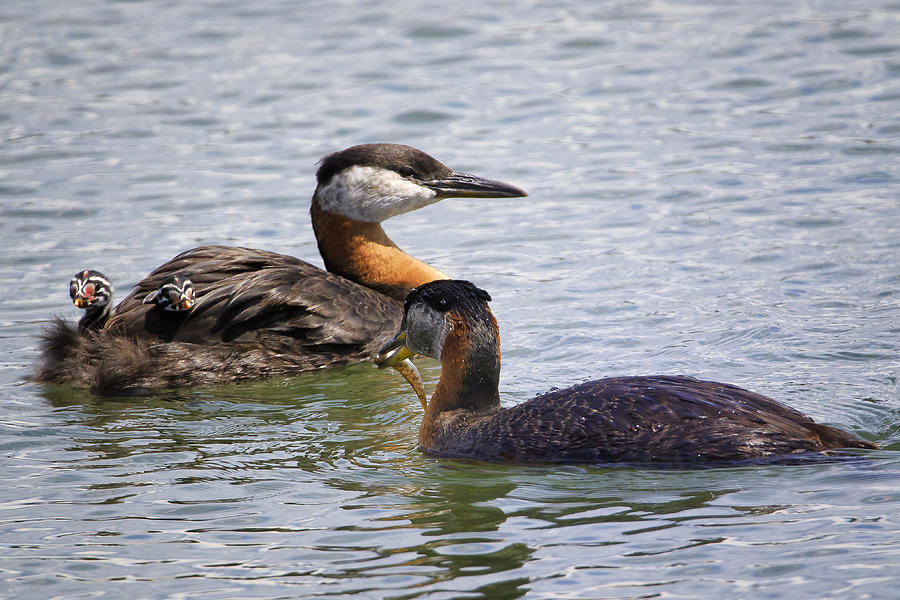 Red-necked Grebe Family Photograph by Gary Hall
