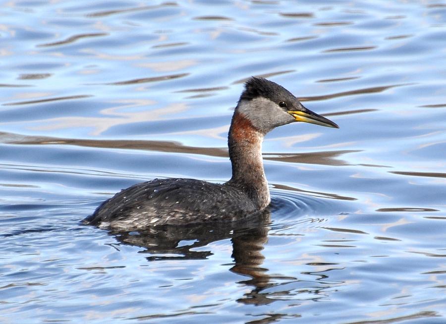 Nature Digital Art - Red-necked Grebe by Fred Zilch