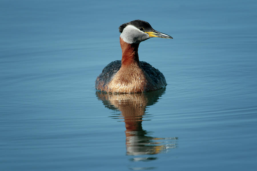 Red-necked Grebe in Breeding Plumage Photograph by Gary Hall