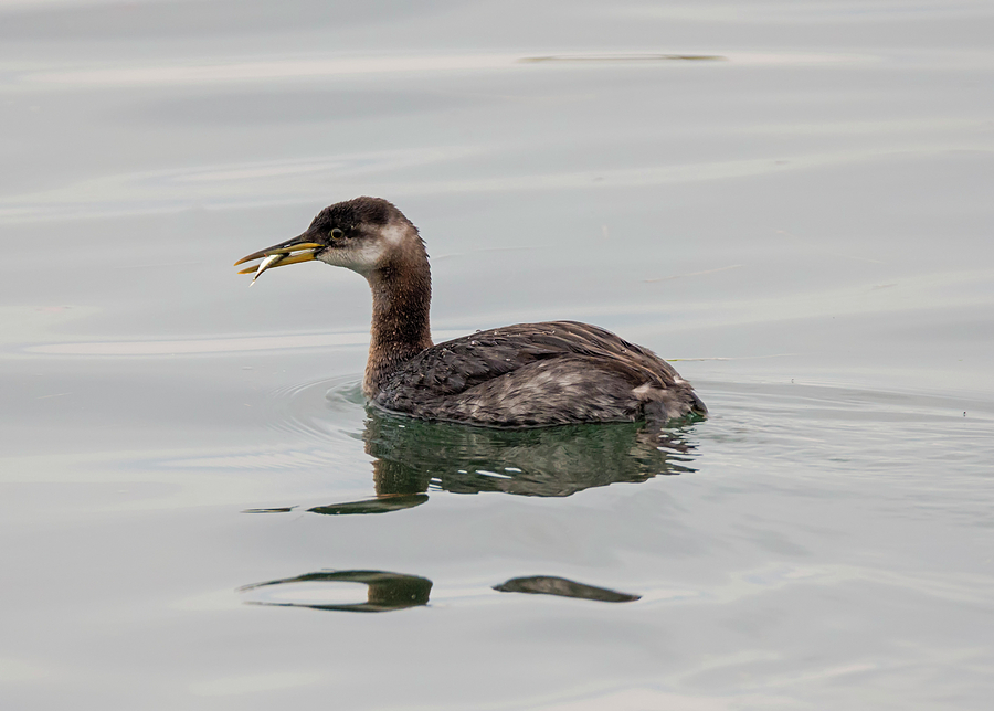 Red-necked Grebe with Fish Photograph by Loree Johnson