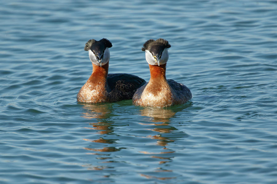Red-necked Grebes Photograph by Gary Hall