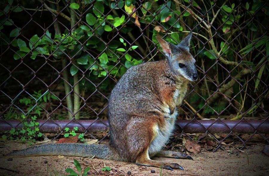 Red Necked Wallaby Photograph by Cynthia Guinn