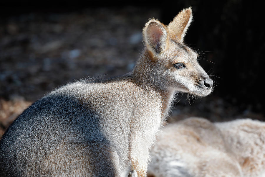 Red Necked Wallaby Photograph by Nicholas Blackwell