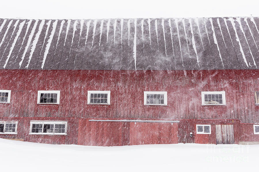 Red New England Cow Barn on Dairy in Winter Storm Photograph by Edward Fielding