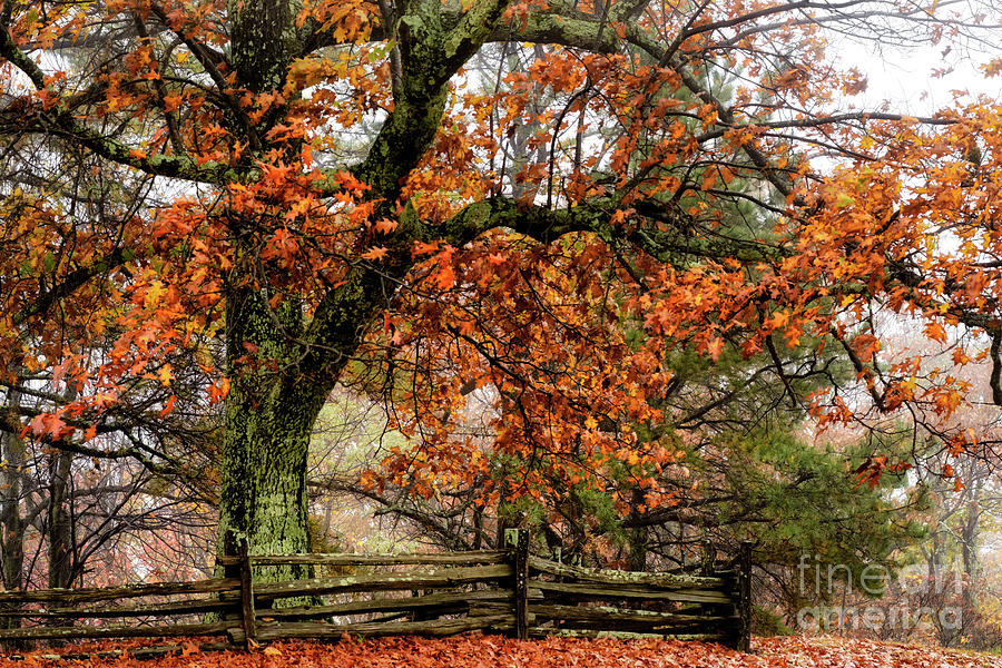 Red Oak and Rail Fence Photograph by Thomas R Fletcher