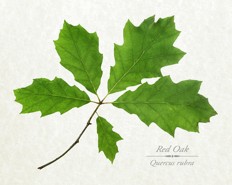 Tree Photograph - Red Oak Leaves by Christina Rollo