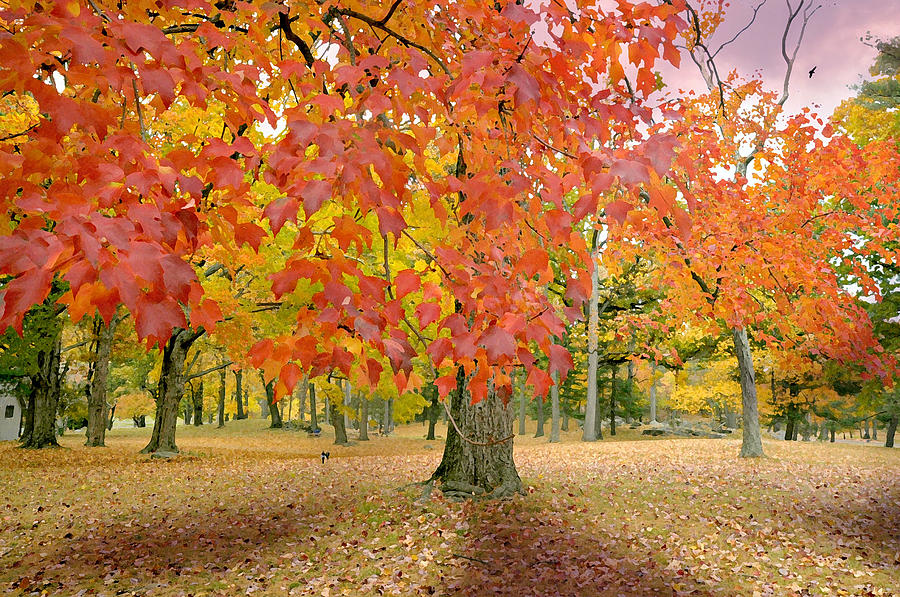 Red Maple Photograph By Diana Angstadt - Fine Art America