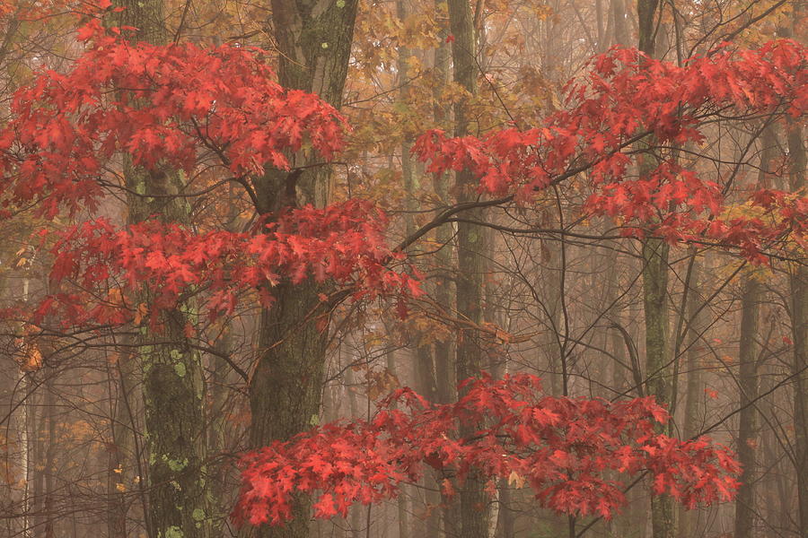 Red Oak in Fog Photograph by John Burk
