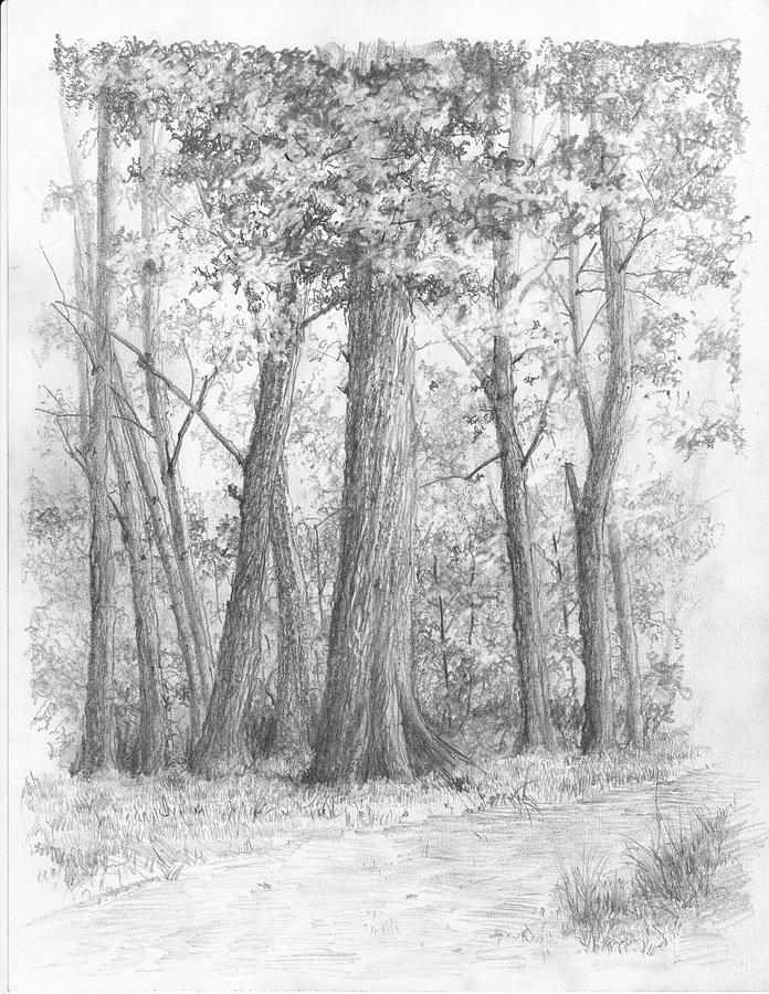 Red Oak Drawing By Jim Hubbard Fine Art America