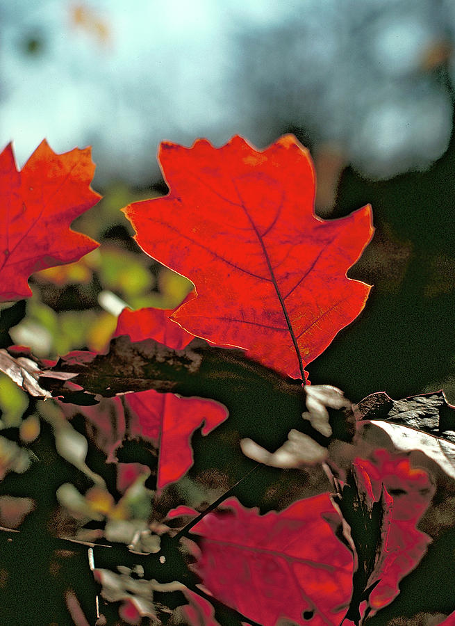 Red Oak Leaf # 3 Photograph by Thomas Firak